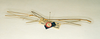 CollectionObject 1558003; 60b55358-1c3c-4713-8e0f-2db9a03fb0bb: copyright O. Zompro. male (holotype). (CollectionObject).