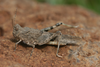 FieldOccurrence 255; ed5cf48a-c082-45df-9600-33851f083dc9; Tanzania
saline area with Doum palms between Leletema Mountains and Kilimanjaro, 2015/06/??: female, lateral view. (FieldOccurrence).