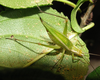 Oecanthus walkeri Collins & Symes, 2012: 2009. female. (Otu).