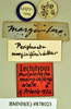 Drymaplaneta heydeniana (Saussure, 1864): Lectotype, male, labels. BMNH(E)#878023. (Otu).