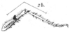 Loboscelis pilipes Redtenbacher, 1891: Pl. III, Fig. 2b. male hind leg. (Otu).