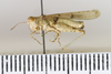 CollectionObject 1593062; 132b6611-9148-4264-9414-10c8d3d66997: male, lateral view (paratype). (CollectionObject).