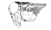 Chlorus borellii (Giglio-Tos, 1894): Fig. 4A. Male, head and pronotum (lateral view). (Otu).