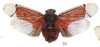 Habitus, dorsal view: !! display not done !! on Florichisme venosus (Germar, 1830): (Observation).