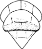 Head on Apheliona xerophila Dworakowska, 1994: Head, pro-, and mesothorax. (Observation).