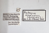 Other on Aztecus mexicanus (Kirkaldy, 1909): (Observation).