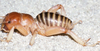 CollectionObject 2782553; CAS Entomology type 20193, ccf2e5c1-7df8-4cc6-8d4f-bda5000e19d4: (CollectionObject).