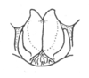 Ceuthophilus (Ceuthophilus) divergens Scudder, 1862: Fig. 750. male subgenital plate. (Otu).