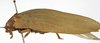 CollectionObject 1529732; 6332fa6a-3b35-420c-8bd2-d2ca89c710fe: female, lateral view (holotype). (CollectionObject).