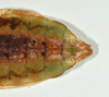 CollectionObject 1599233; a5df481a-3197-4c8c-a98e-43fe093894fe: copyright QM. female: end of abdomen, ventral view (paratype). (CollectionObject).