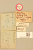 CollectionObject 1518120; ae8101cc-2c43-49cb-bdf7-0846774020ea, NHMUK015982281: labels (holotype). (CollectionObject).
