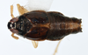 Habitus, dorsal view: !! display not done !! on Pissonotus concolor Bartlett, 2000: (Observation).