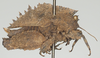 CollectionObject 1577224; c9ad63e8-4552-4421-a9b9-ef3799245e46: female, lateral view. (CollectionObject).