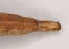 CollectionObject 1561002; NHMUK(SF IMPORT DUPLICATE) 844708, 4b5dcd0b-d6da-4636-882a-4c48ef5d5038: copyright Natural History Museum, London. female: end of abdomen, ventral view of Phasma graniferum (holotype). (CollectionObject).