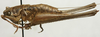 CollectionObject 1535178; 06afe236-b79b-4419-8d5d-21eccc4b90ba: female, lateral view (holotype). (CollectionObject).