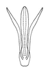 Aedeagus, dorsal view: !! display not done !! on Biza crocea Walker, 1858: Male lectotype [BMNH]: aedegus, dorsal view. (Observation).