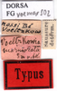 CollectionObject 1505317; e148f072-f3ac-4009-931a-2edde7b1cb24: labels (syntype). (CollectionObject).