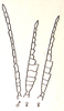 Doriaella cinnabarina Bolívar, 1898: Fig. 18. male and female antennae (previously Synonym Pachokeraian novaeguineae). (Otu).