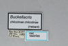 CollectionObject 2870562; CNCI 1043103, 8f0665a4-e063-4cb0-b3e2-63bc11e43abb: Buckellacris chilcotinae chilcotinae. (CollectionObject).