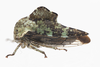 Live specimen: !! display not done !! on Heliria fitchi Ball, 1925: (Observation).