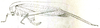 Ceraia tibialis Brunner von Wattenwyl, 1891: Fig. 25. female habitus (body length 29 mm, pronotum 6.4-7 mm, tegmina 46-50 mm, hind femora 35-37 mm, ovipositor 12 mm). (Otu).