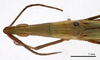 CollectionObject 1538226; 8d7447ef-b199-493a-be99-263e26e8e916: male head and pronotum, dorsal view (holotype). (CollectionObject).
