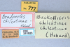 CollectionObject 2737812; 64027069-ee94-4c3d-9b0d-9b2d4f79f4b9, CNCI 311923: Bradynotes chilcotinae chilcotinae. Paratype. (CollectionObject).