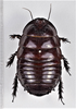 CollectionObject 1618735; 306c0950-779d-4f75-97d1-b0a3a47d4d77: (CollectionObject).