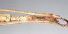 CollectionObject 1557415; 763340e1-94e5-46cf-925e-ed807ebb70d3, NHMUK(SF IMPORT DUPLICATE) 844927: copyright Natural History Museum, London. female: end of abdomen, ventral view (holotype). (CollectionObject).