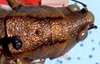 CollectionObject 1522259; 4121984e-97f6-4177-848a-bea02663f6ba: female head and pronotum, dorsal view (holotype). (CollectionObject).