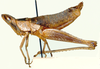 Icmalides browni Descamps, 1977: lateral view. (Otu).