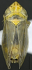 Habitus, dorsal view: !! display not done !! on Jassargus (Jassargus) distinguendus (Flor, 1861): Habitus, dorsal view. (Observation).