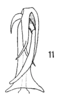 Aedeagus, dorsal view: (Observation).