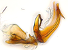 Aedeagus, lateral view: (Observation).