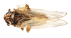 Habitus, dorsal view: !! display not done !! on Nothodelphax lineatipes (Van Duzee, 1897): (Observation).