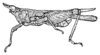Metopomystrum pehlkei Günther, 1939: Fig. 200 [probably after type]. male, lateral view (pronotum length 10.5 mm, hind femur 5 mm). (Otu).