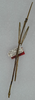 Andeocalynda carrikeri (Hebard, 1919): copyright ANSP. male (holotype). (Otu).