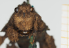 CollectionObject 1580141; ef0d3ee0-c225-4988-9e51-5be01cbd45a3, NHMUK10924413: male, frontal view (syntype). (CollectionObject).