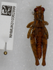 CollectionObject 1578670; 5f92a2db-a44d-48af-b48c-cc576d0bf5b3: male, dorsal view (paratype). (CollectionObject).