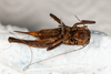 CollectionObject 1531299; f83e2ff5-29ac-4f62-9931-07564c9fac13: female #1, ventral view (paralectotype). (CollectionObject).