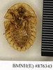 Petasodes moufeti (Kirby, 1817): Copyright Natural History Museum, London. Holotype (unsexed nymph) of synonym Laxta chitonoides Walker, 1868 in BM(NH). Ventral view. (Otu).