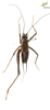 CollectionObject 1849154; Unioeste Cascavel SAOP-347, 1df8f9c5-60e4-4f69-a2be-c25ed36e30be: Male. Dorsal view. Code: SAOP-347. (CollectionObject).