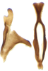 Connective on Arocephalus (Arocephalus) longiceps (Kirschbaum, 1868): Connective. (Observation).