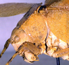 CollectionObject 1500505; 262a8b3b-6eb1-4c08-8673-c50a39858ec9: female pronotum, lateral view (holotype). (CollectionObject).