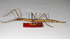 CollectionObject 1559583; 5adf3712-9882-4218-99e1-9c2178f55104: copyright ZHMB, Berlin. female, lateral view (syntype). (CollectionObject).
