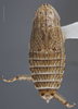 Habitus, dorsal view: !! display not done !! on Paraclorindaia brasileira (Zahniser, 2004): Dorsal. (Observation).