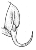 CollectionObject 1522467; 6ded5b94-2687-4840-a97a-96b0558ff781, ANSP5326: Pl. 3, Fig. 14 (after type). male abdomen tip, lateral view. (CollectionObject).