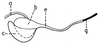 Mistothericles whitei (Dirsh, 1964): Fig. 1.3. endophallus, lateral view. (Otu).