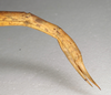 CollectionObject 1561812; NMW 1091, 95d60abd-c5f1-4a84-a33f-c0565dd4c887: copyright NMW, Vienna. female: end of abdomen, lateral view (syntype). (CollectionObject).