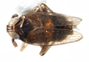 Habitus, dorsal view: !! display not done !! on Isodelphax basivitta (Van Duzee, 1909): (Observation).